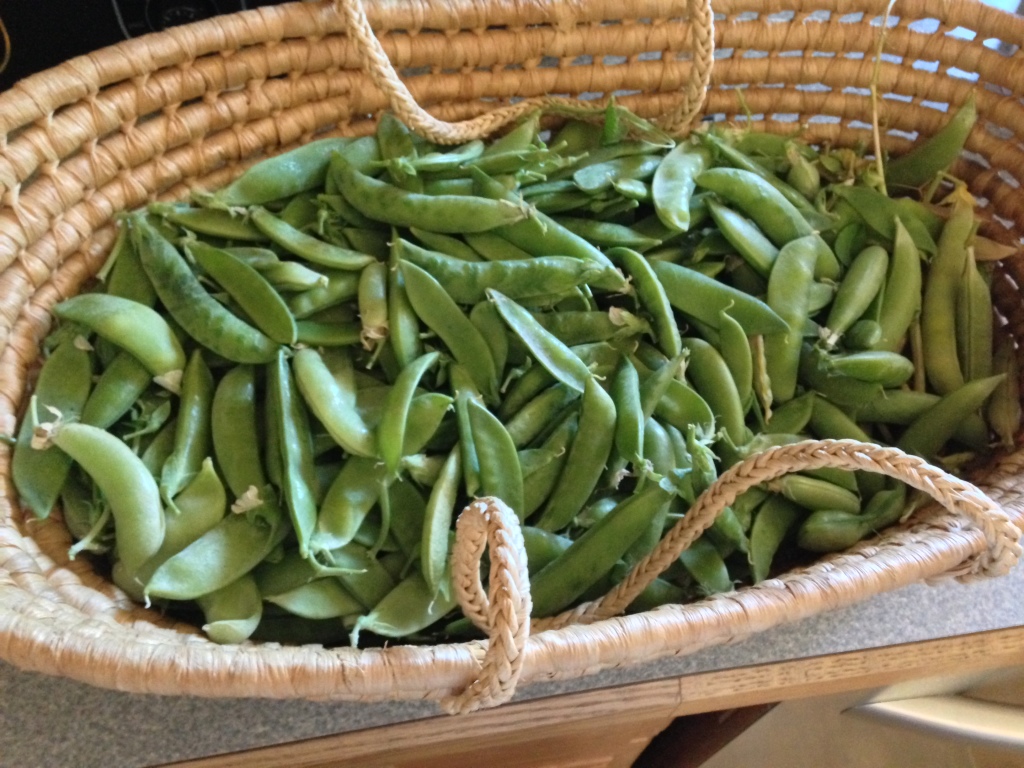 How to Grow and Harvest Sugar Snap Peas Moms Simple Life